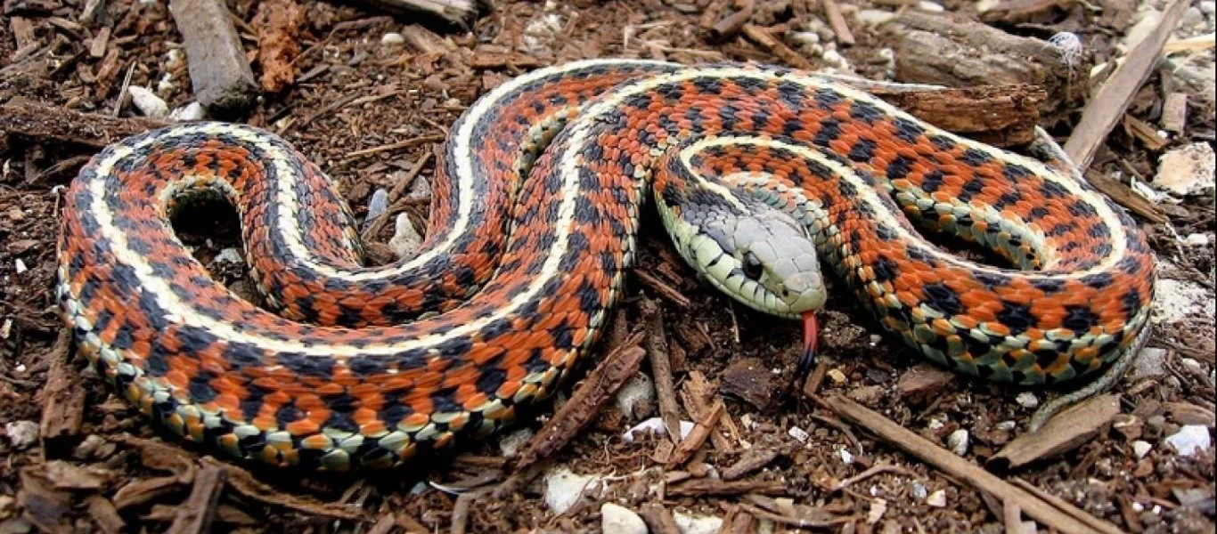 Έρευνα: Οι άνθρωποι θα μπορούσαν να γίνουν στο μέλλον δηλητηριώδεις όπως τα φίδια!